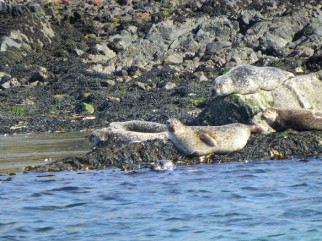 Seal spotting on our family cycling holiday to the Scottish Islands