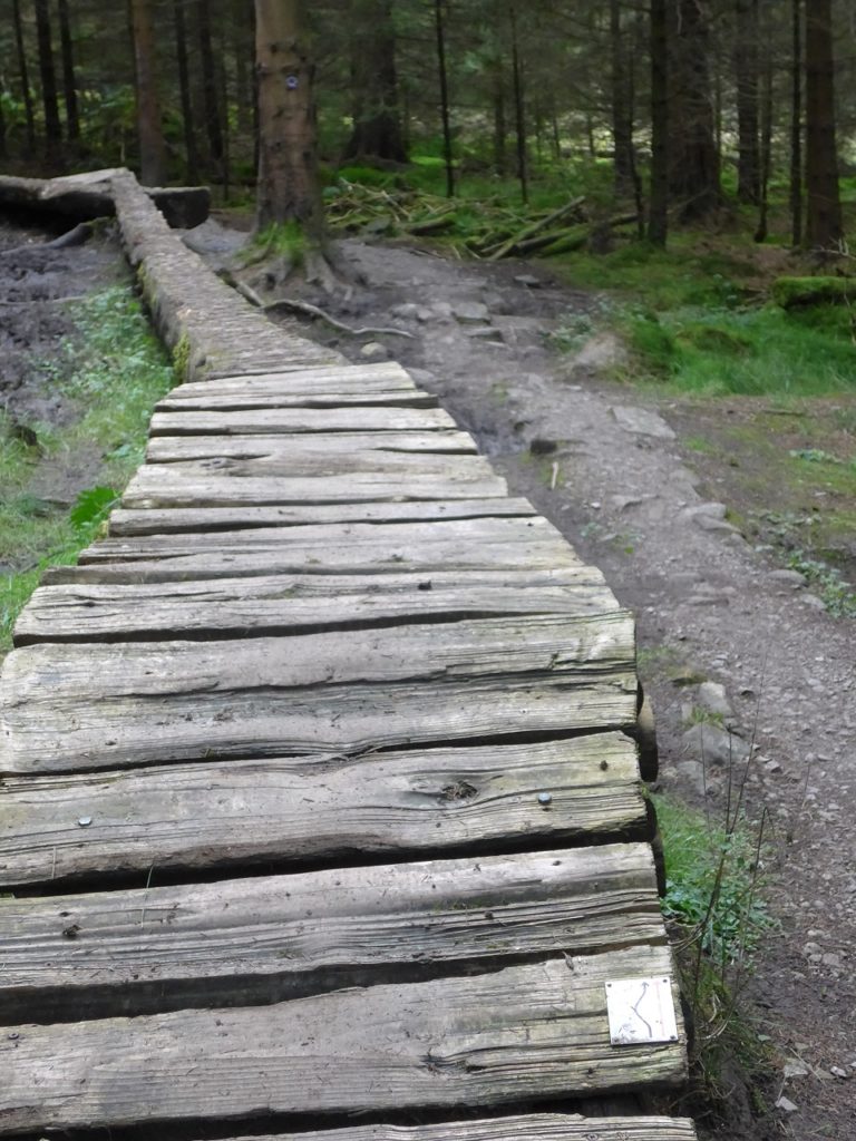 Technical features on the red loop at Gisburn Forest