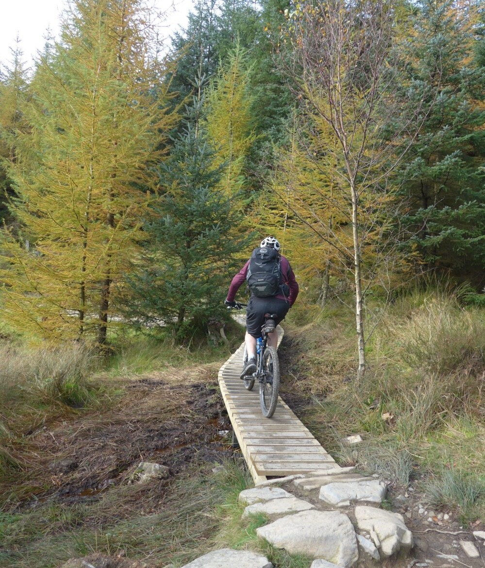 Family cycling routes around Cumbria and the Lake District - Grizedale Forest