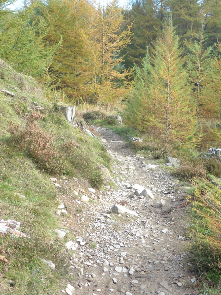 The Altura Red route at Grizedale Forest, Cumbria