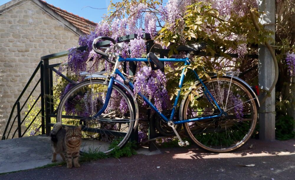 Bike and cat