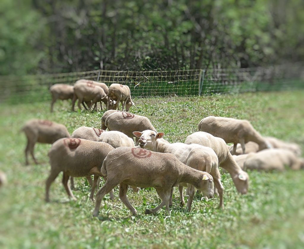 Sheep grazing in the Vallée de la Clarée near Navage in the French Alps 