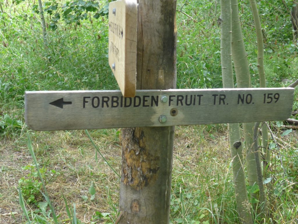 Forbidden Fruit Trail Ketchum