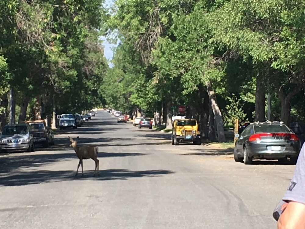 Deer in road in Helena