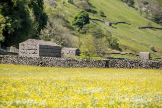 Swaledale meadow nr Swale Trail Family cycling with kids in the Yorkshire Dales near Reeth