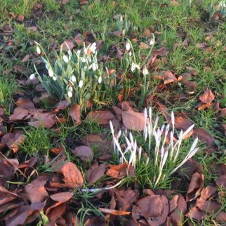 First signs of spring - one of the best bits of cycling with your kids in January