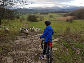 Winter bike ride - sheep on the path