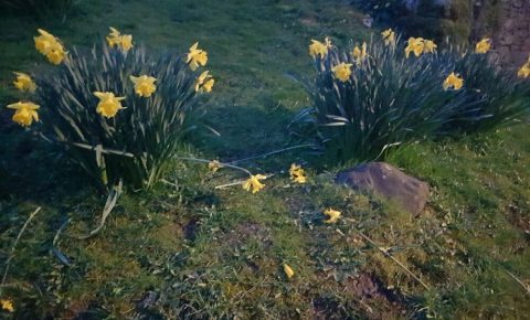 Daffodils at dusk during the coronavirus self isolation