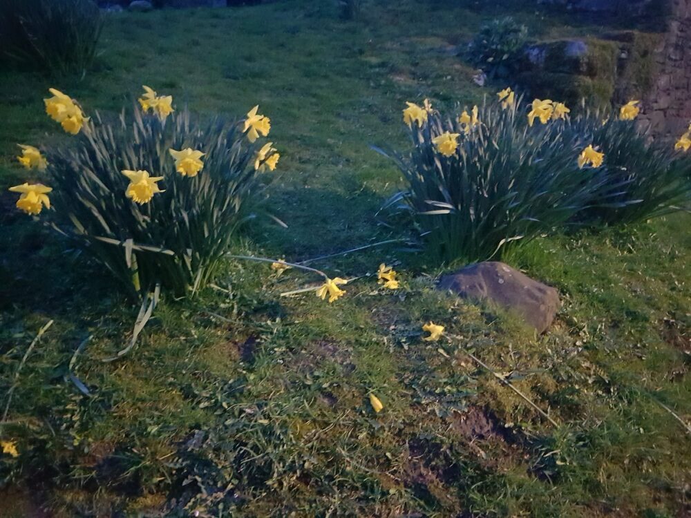Daffodils at dusk during the coronavirus self isolation