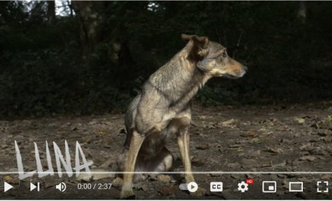 Luma the Trail Dog