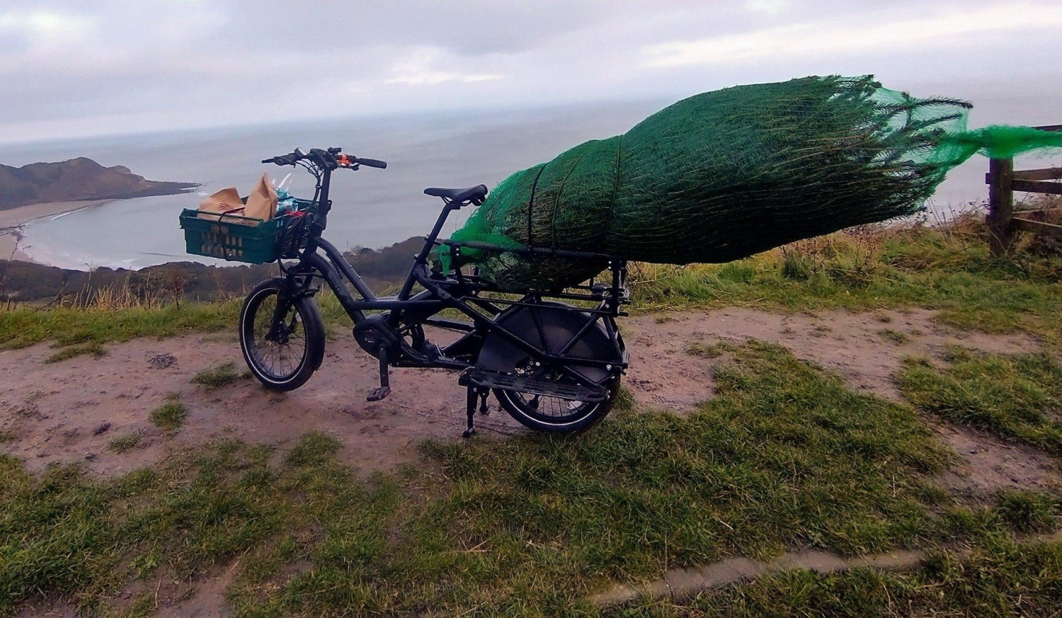 How to carry a tree home by cargo bike