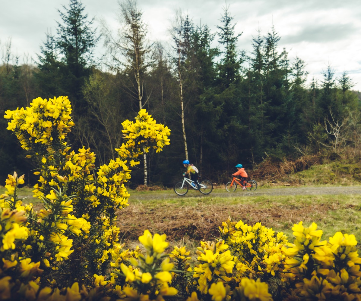 two children riding a gravel trail with a bright yellow gorse bush in the foreground